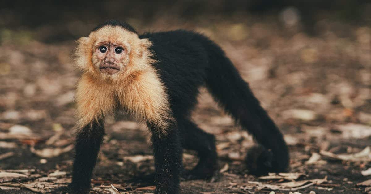 découvrez l'écologie comportementale, une branche fascinante de la biologie qui explore les interactions entre le comportement des animaux et leur environnement. apprenez comment les comportements influencent la survie et la reproduction dans différents écosystèmes et découvrez les recherches innovantes qui façonnent notre compréhension de la nature.