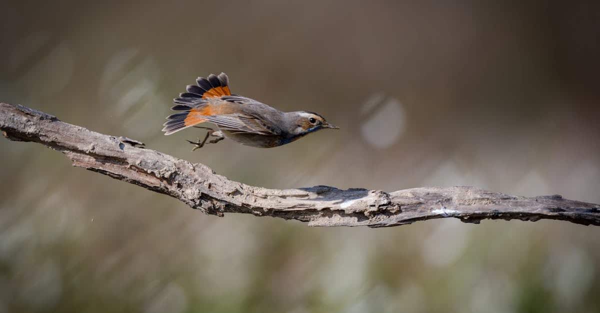 explorez l'écologie comportementale, une discipline fascinante qui étudie les interactions entre les comportements des animaux et leur environnement. découvrez comment les stratégies de survie, la reproduction et les dynamiques sociales influencent la biodiversité et l'évolution des espèces.