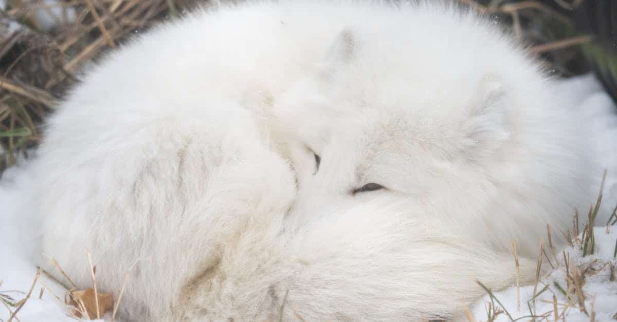 découvrez l'écologie comportementale, une discipline fascinante qui explore les interactions entre les comportements des animaux et leur environnement. apprenez comment ces comportements influencent la survie, la reproduction et l'évolution des espèces dans divers écosystèmes.