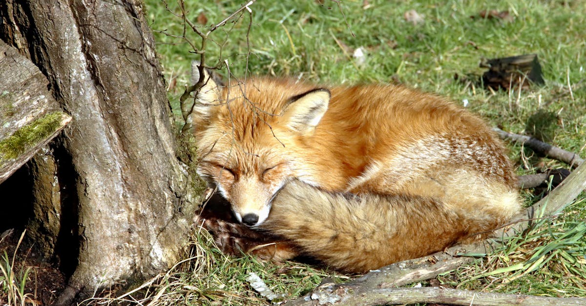 découvrez la dynamique fascinante de l'écologie comportementale, une discipline qui explore comment les comportements des animaux interagissent avec leur environnement et influencent leur survie, leur reproduction et leur évolution.