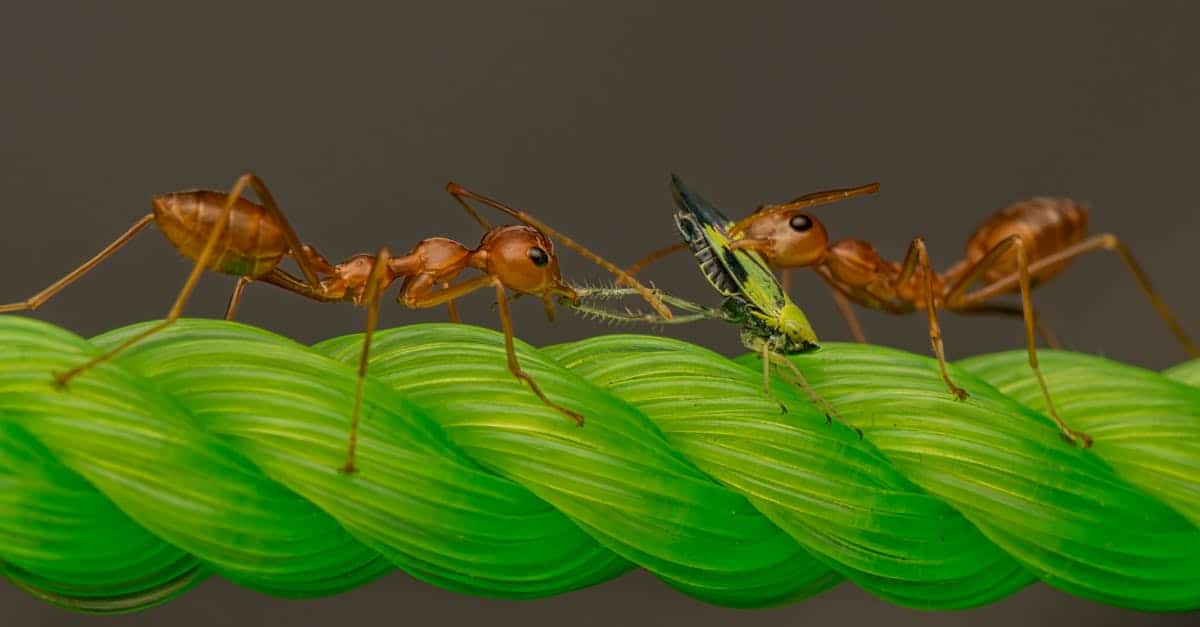 découvrez la dynamique fascinante de l'écologie comportementale, une discipline qui examine comment les comportements des animaux interagissent avec leur environnement. explorez les stratégies d'adaptation, les relations entre espèces et l'impact des changements écologiques sur la vie sauvage.