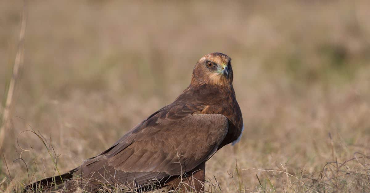 découvrez une vision écologique innovante qui vise à promouvoir un avenir durable et respectueux de l'environnement. explorez des idées et des solutions pour préserver notre planète tout en améliorant notre qualité de vie.