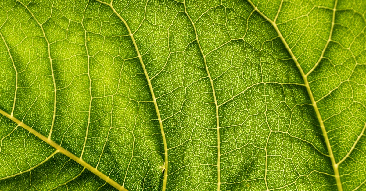 découvrez l'écologie, la science qui étudie les interactions entre les organismes et leur environnement. explorez des concepts clés, des méthodes de conservation et des solutions durables pour protéger notre planète.