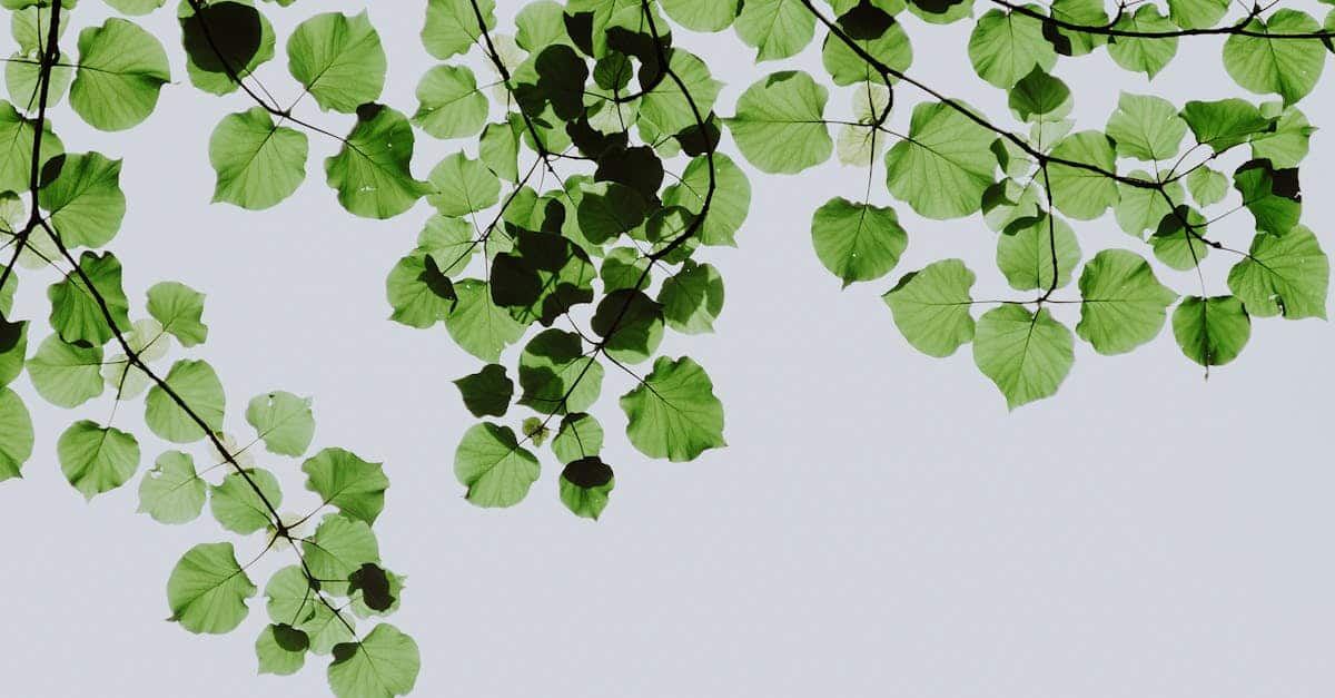 explorez le monde fascinant de l'écologie, une science qui étudie les interactions entre les organismes et leur environnement. découvrez comment ces relations influencent notre planète, la biodiversité et les écosystèmes, tout en apprenant des solutions durables pour préserver notre terre.