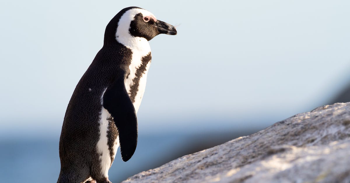 découvrez les principales menaces qui pèsent sur la conservation de l'antarctique, leur impact sur la biodiversité et les solutions envisagées pour préserver ce continent unique.