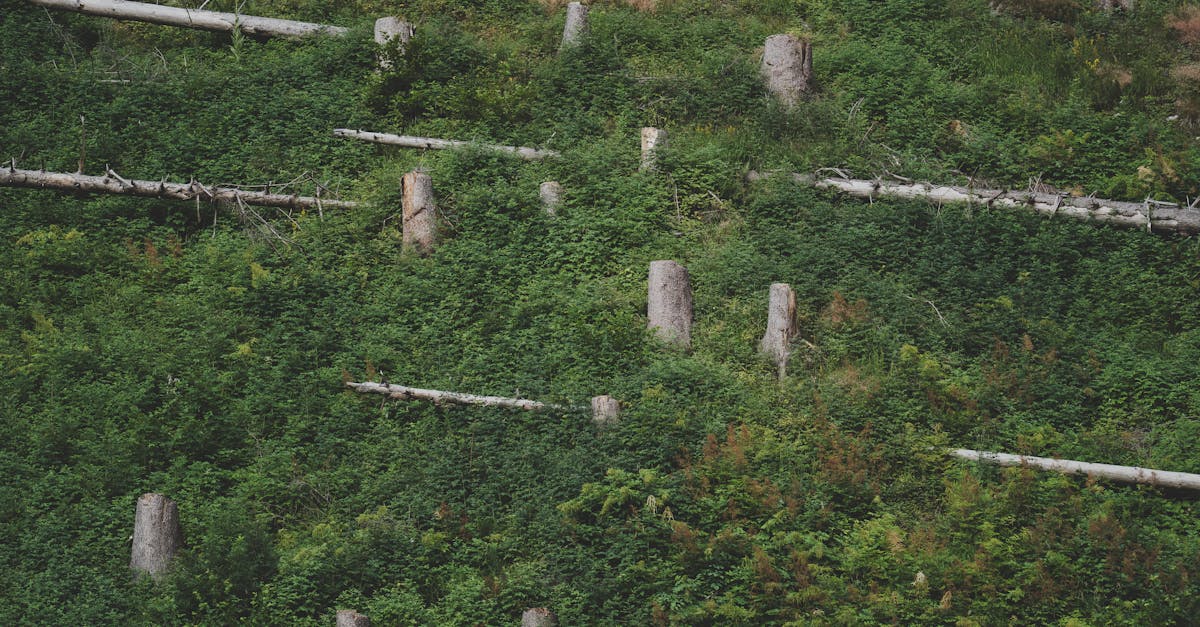 découvrez tout sur la régénération forestière : les méthodes, les enjeux écologiques et les bénéfices pour préserver la biodiversité et lutter contre le changement climatique.