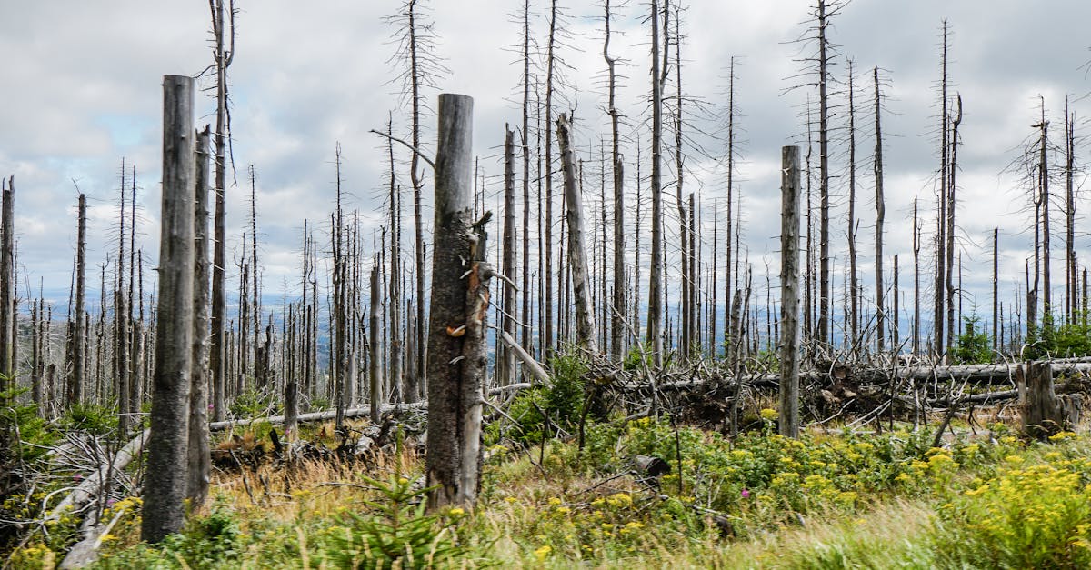 découvrez comment la régénération forestière contribue à restaurer les écosystèmes, préserver la biodiversité et lutter contre le changement climatique. apprenez les méthodes et les avantages de la reforestation pour un avenir durable.