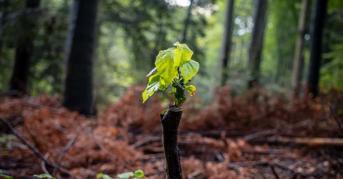 découvrez les enjeux et solutions de la régénération forestière : méthodes naturelles et assistées, importance pour la biodiversité, rôle dans la lutte contre le changement climatique et conseils pour restaurer durablement les forêts.
