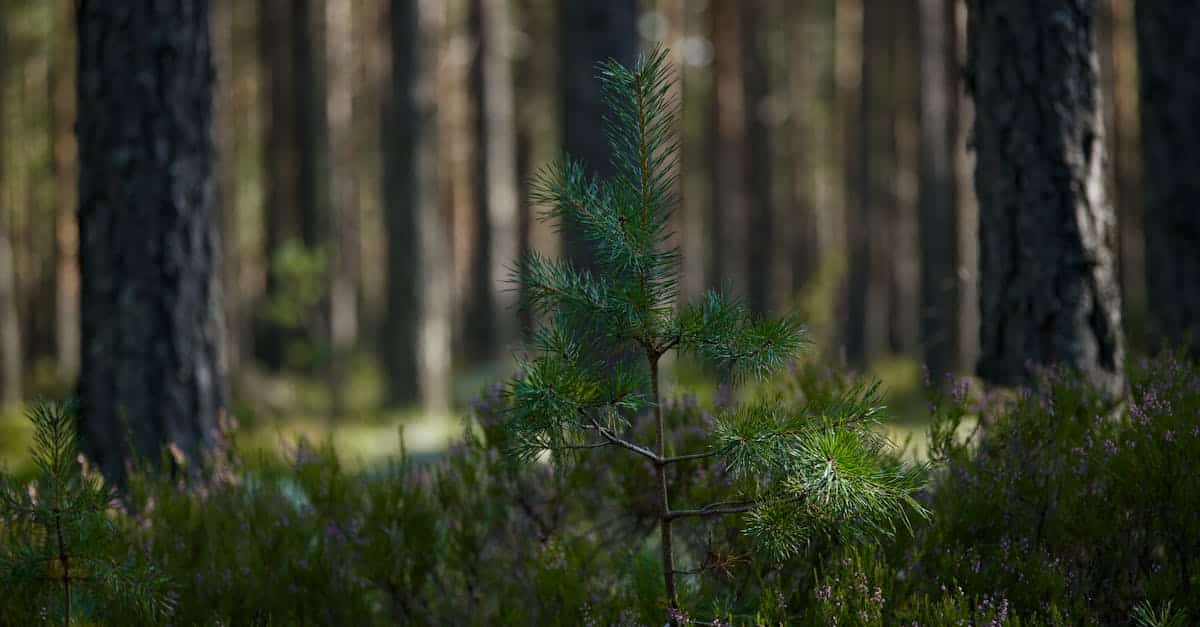 découvrez les méthodes et l'importance de la régénération forestière pour préserver la biodiversité, renforcer les écosystèmes et lutter contre le changement climatique.