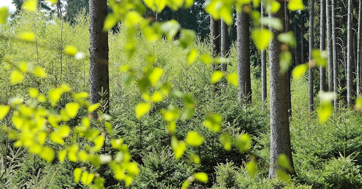 découvrez l'écologie : sciences de l'environnement, préservation de la biodiversité, et solutions pour un futur durable. informez-vous sur les enjeux et les actions écologiques à adopter pour protéger notre planète.