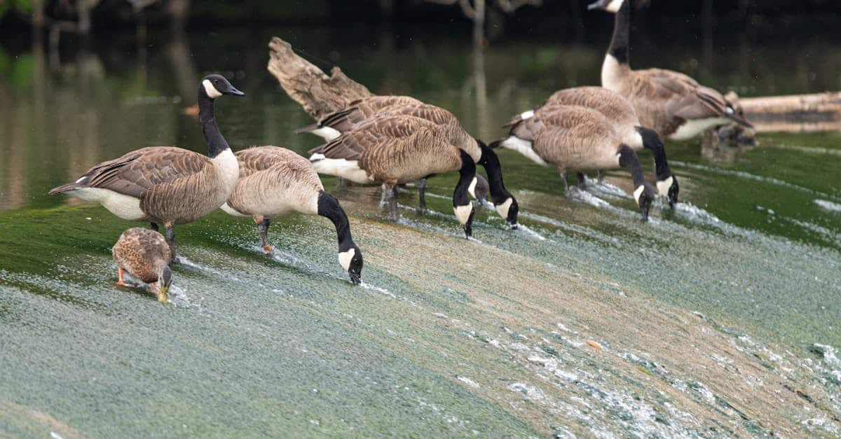groupe de recherche en écologie comportementale et en conservation, dédié à l'étude des interactions animales et à la protection de la biodiversité.