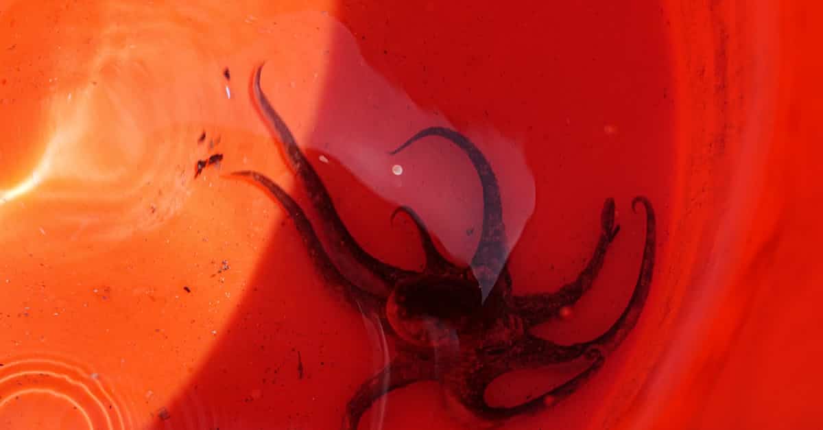 redécouverte d'espèces de poissons rares : explorations récentes et importance pour la biodiversité aquatique.