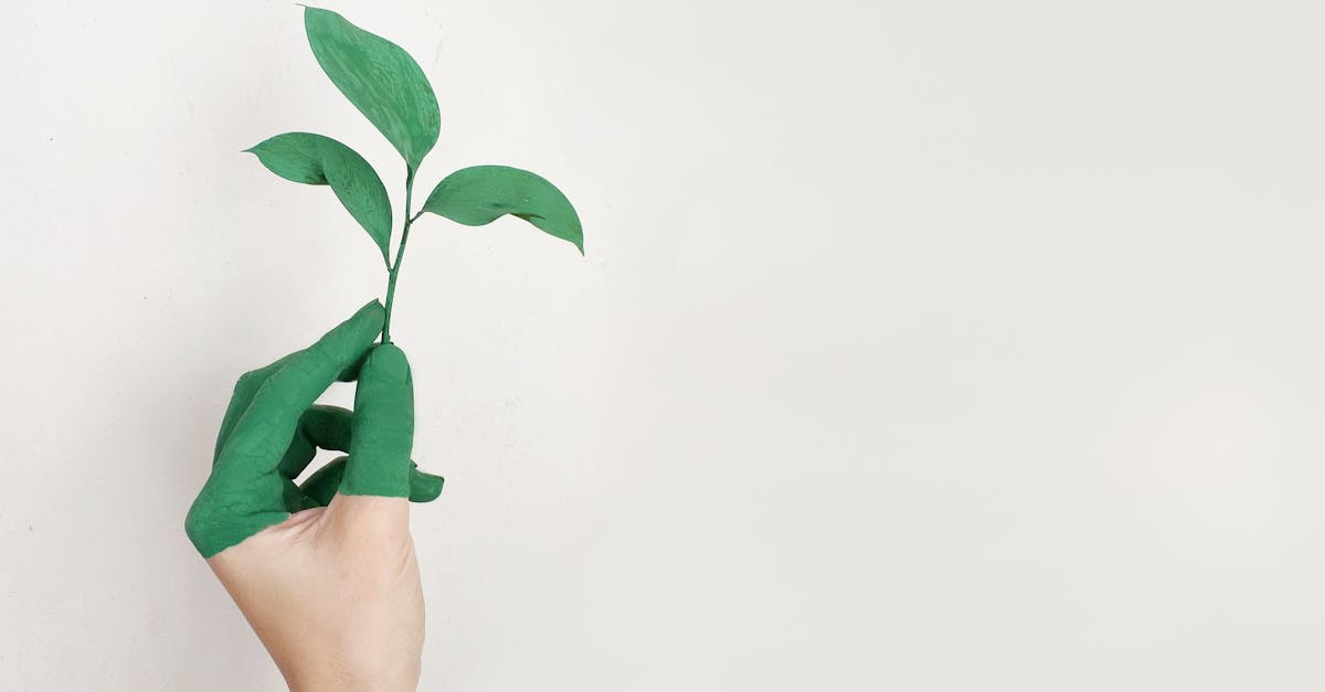 découvrez l'écologie : comprendre les interactions entre les êtres vivants et leur environnement pour préserver la planète et promouvoir un développement durable.