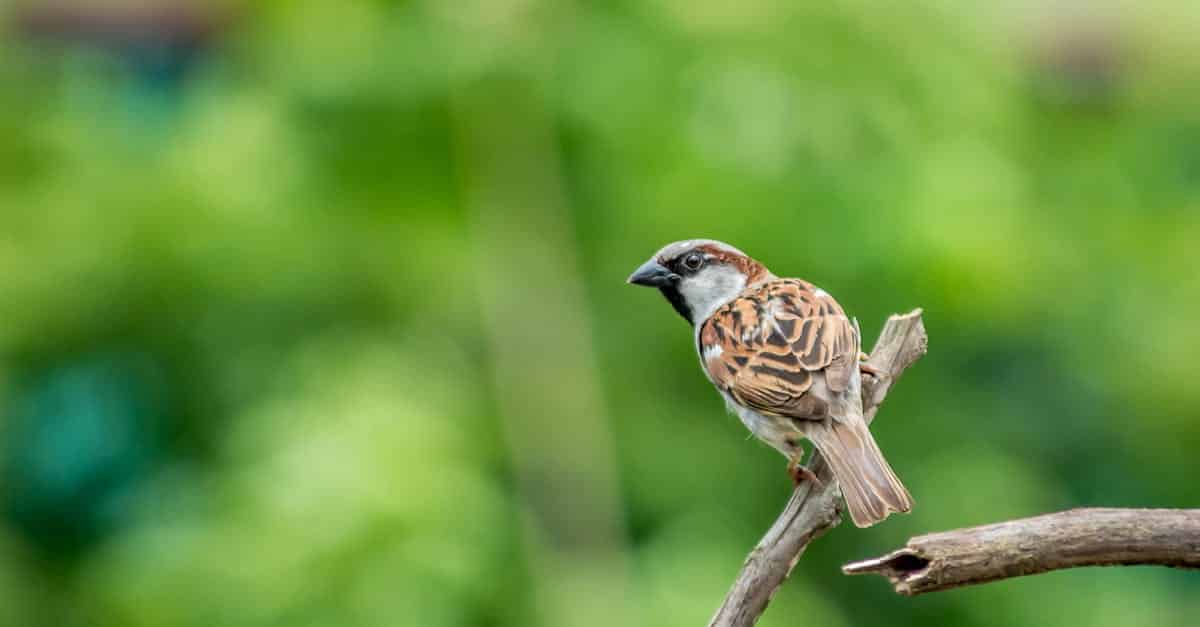 découvrez tout sur l'écologie : comprendre les interactions entre les êtres vivants et leur environnement, les enjeux environnementaux et les solutions durables pour préserver notre planète.