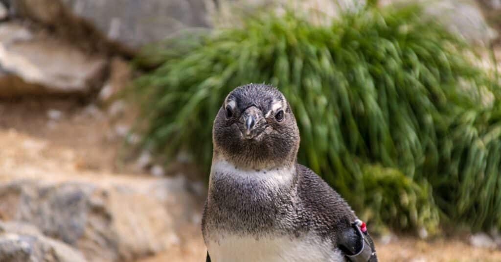 découvrez tout sur les manchots : leur habitat, leur alimentation, et des faits fascinants sur ces oiseaux marins uniques.