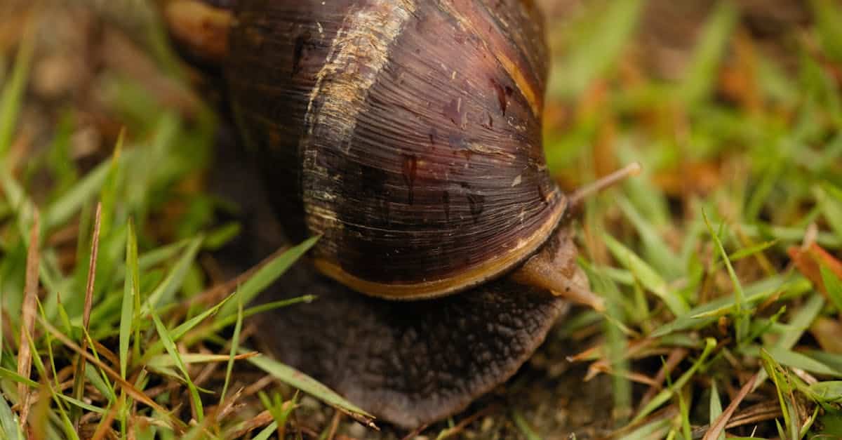 découvrez les premiers herbivores terrestres, des animaux fascinants qui ont marqué l'évolution en s'adaptant à la vie sur la terre ferme grâce à une alimentation végétale spécialisée.