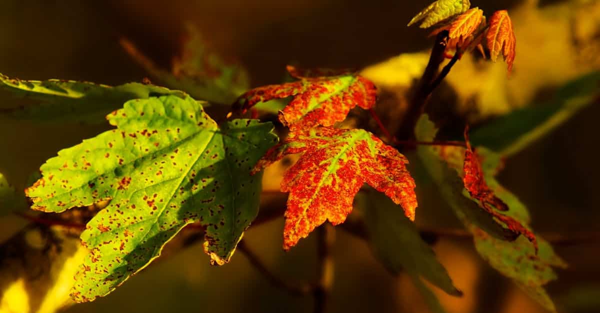 découvrez les clés du leadership en transition écologique pour guider efficacement les organisations vers un avenir durable et respectueux de l'environnement.