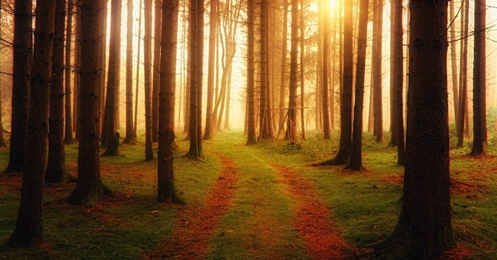 l'environnementalisme est un mouvement dédié à la protection de la nature et à la promotion du développement durable pour préserver notre planète.