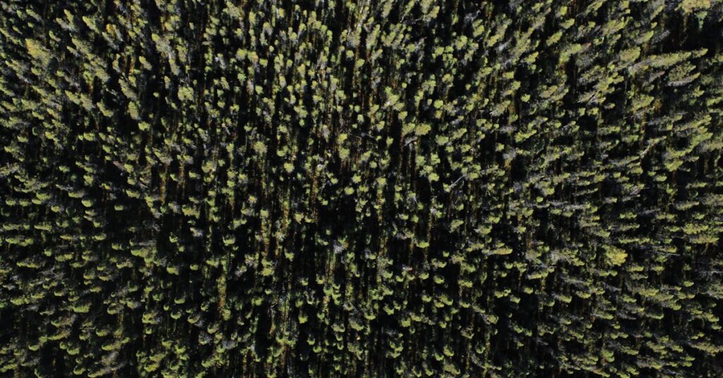 découvrez les enjeux et méthodes d'exploitation durable de la forêt boréale, un écosystème vital riche en biodiversité et ressources naturelles.