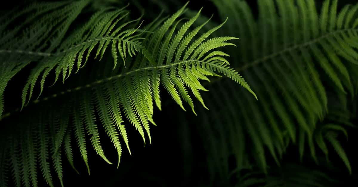 découvrez les principes et pratiques de l'écologie locale pour protéger et valoriser la biodiversité de votre région.