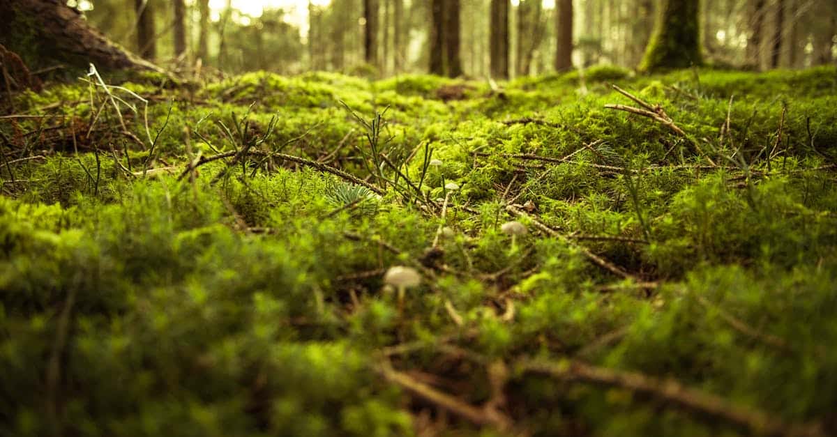 découvrez l'écologie locale : la richesse de la biodiversité, les enjeux environnementaux et les actions pour préserver notre environnement proche.