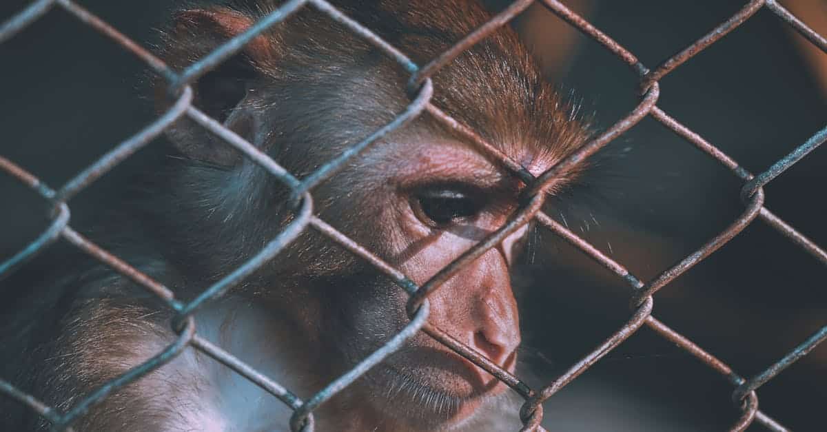 découvrez tout sur les droits des animaux, leur protection juridique et les actions pour assurer leur bien-être et leur respect.
