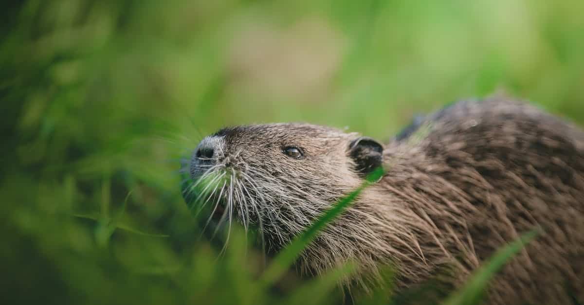 découvrez tout sur le castor, un rongeur ingénieur connu pour ses barrages impressionnants et son rôle clé dans l'écosystème aquatique.