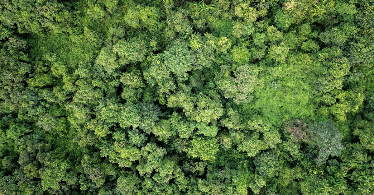 découvrez bold ecology, l'initiative audacieuse pour un avenir écologique durable alliant innovation et respect de la nature.