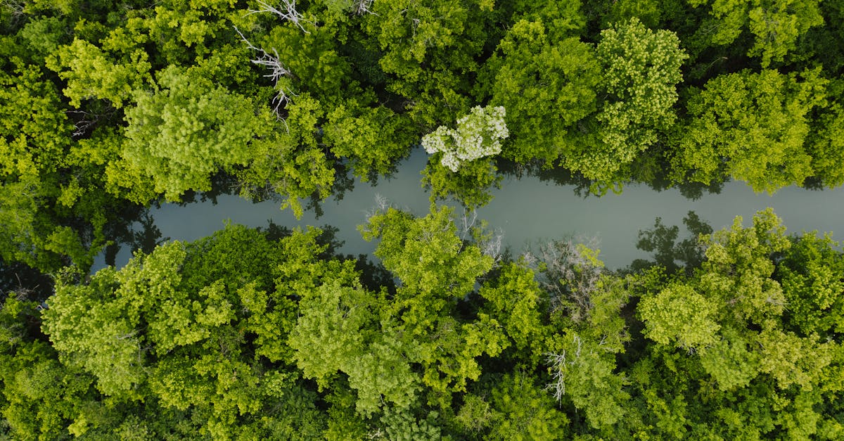 découvrez bold ecology, une approche audacieuse et innovante pour préserver notre planète grâce à des solutions écologiques durables et engagées.
