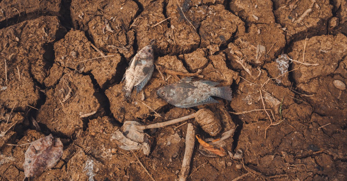 explorez les conflits environnementaux, leurs causes, impacts et solutions pour un avenir durable.