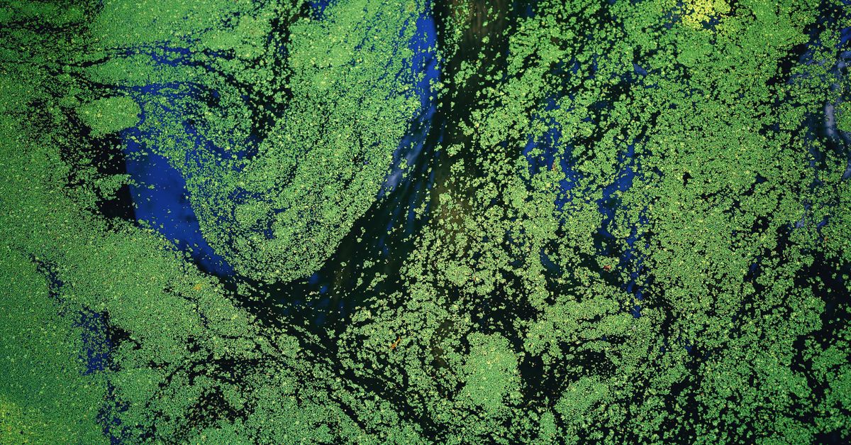 découvrez l'écologie, l'étude des interactions entre les êtres vivants et leur environnement, et explorez les solutions pour préserver notre planète.
