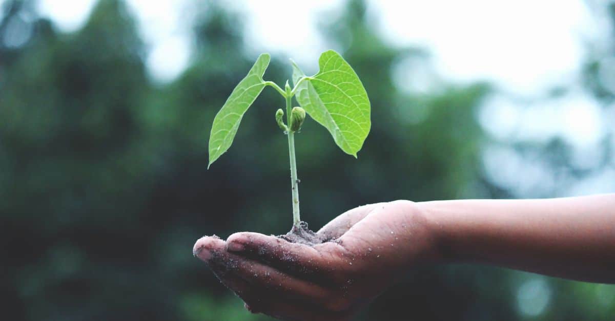 découvrez l'écologie, l'étude des relations entre les êtres vivants et leur environnement, et apprenez comment protéger notre planète pour un avenir durable.