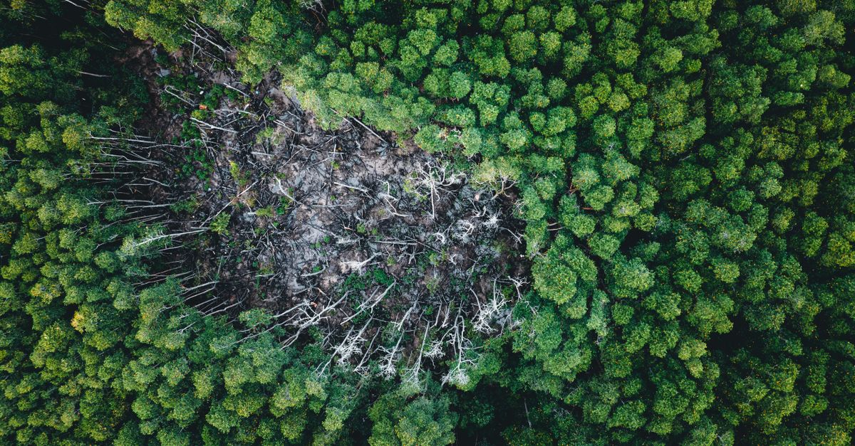 découvrez tout sur l'écologie : protection de l'environnement, biodiversité, développement durable et actions pour préserver notre planète.