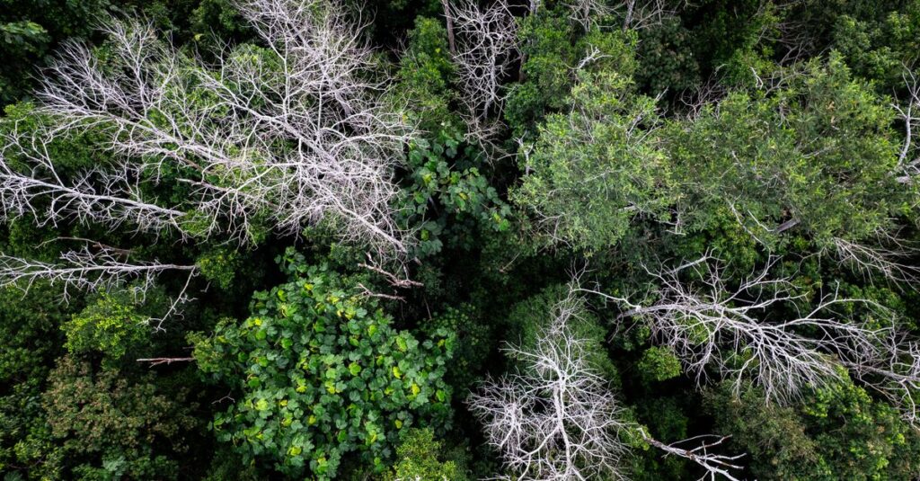 découvrez tout sur l'écologie : protection de l'environnement, préservation des ressources naturelles et actions pour un développement durable.