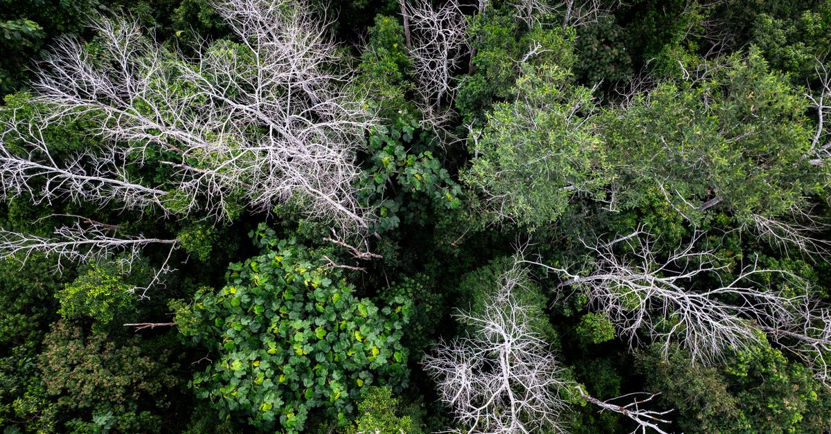 découvrez tout sur l'écologie : protection de l'environnement, préservation des ressources naturelles et actions pour un développement durable.