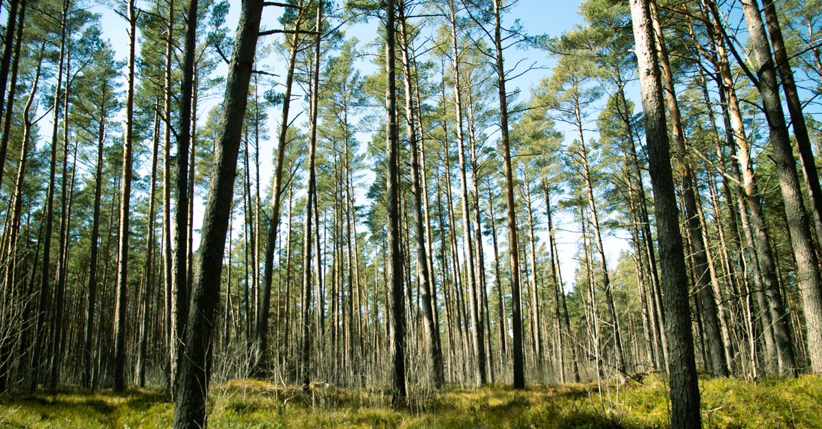 découvrez l'écologie : comprendre les interactions entre les êtres vivants et leur environnement pour préserver notre planète.
