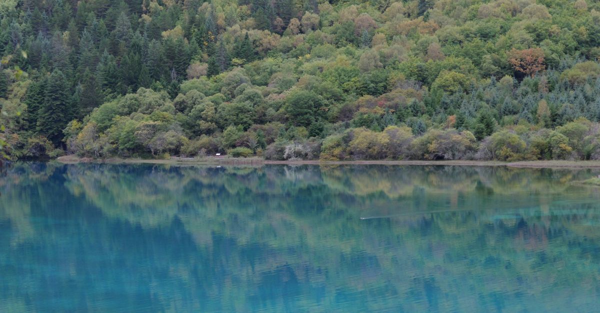 découvrez tout sur l'environnement : protection, biodiversité, développement durable et actions pour préserver notre planète.