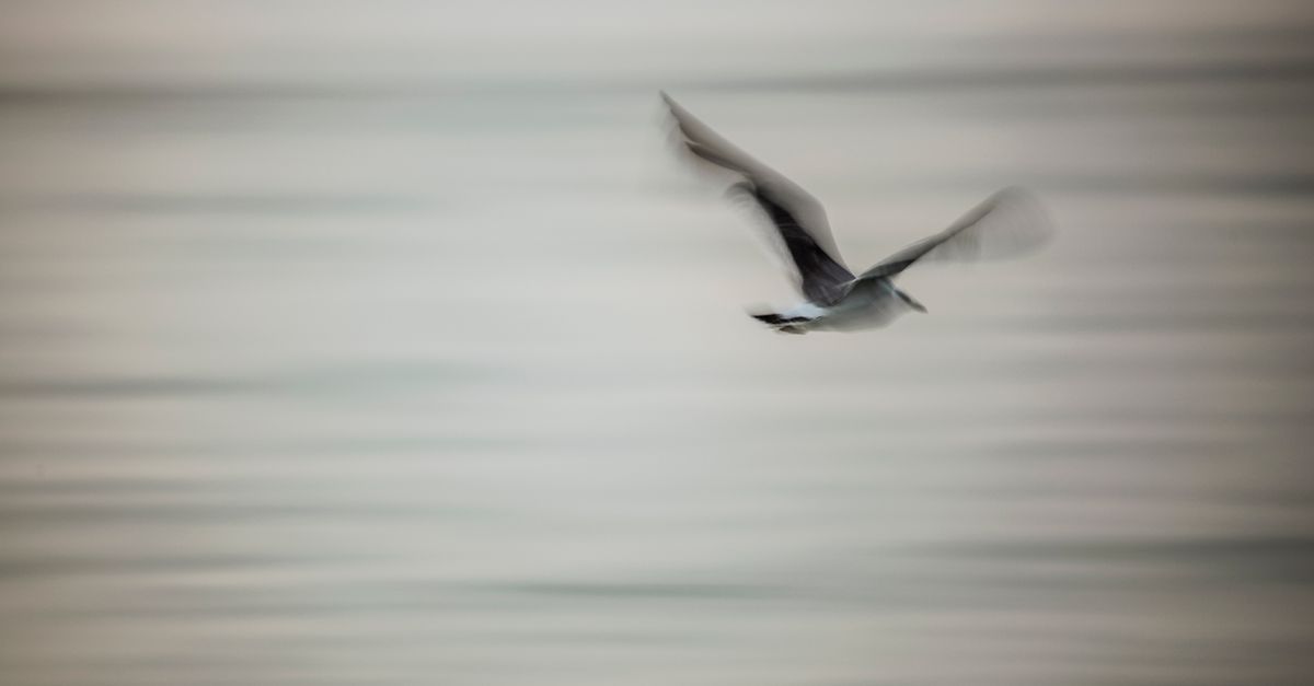 découvrez shearwater, expert en équipements et technologies avancées pour la plongée sous-marine, offrant sécurité et performance pour tous les niveaux.
