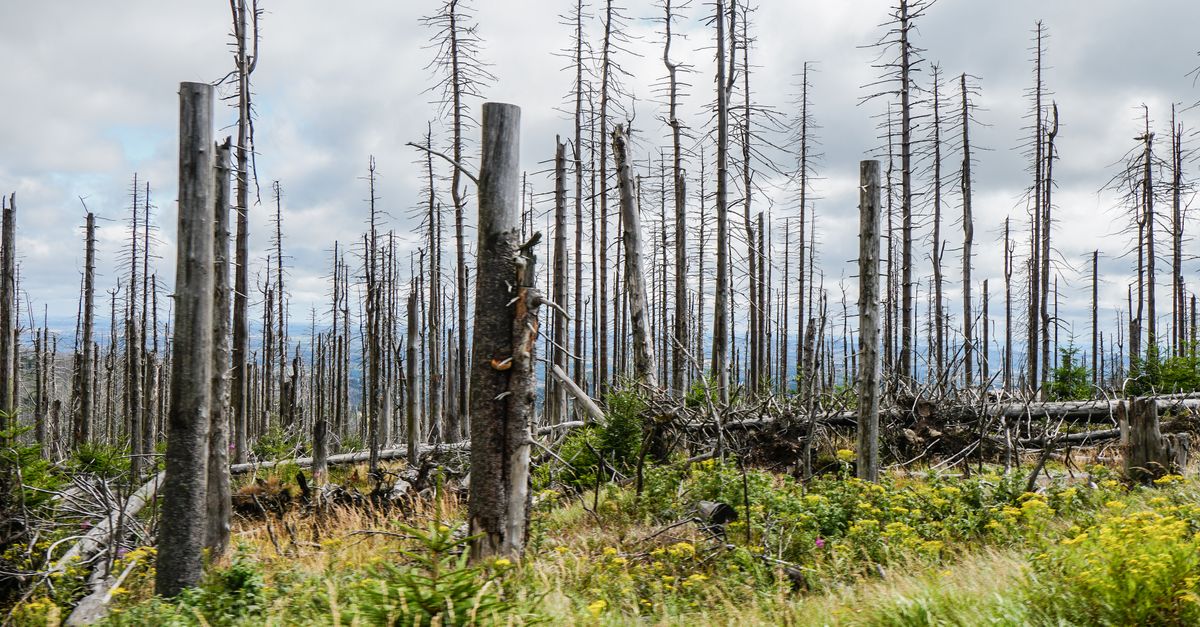 l'impact des ultra-riches sur la nature : comprendre les conséquences environnementales des modes de vie et des investissements des plus fortunés.
