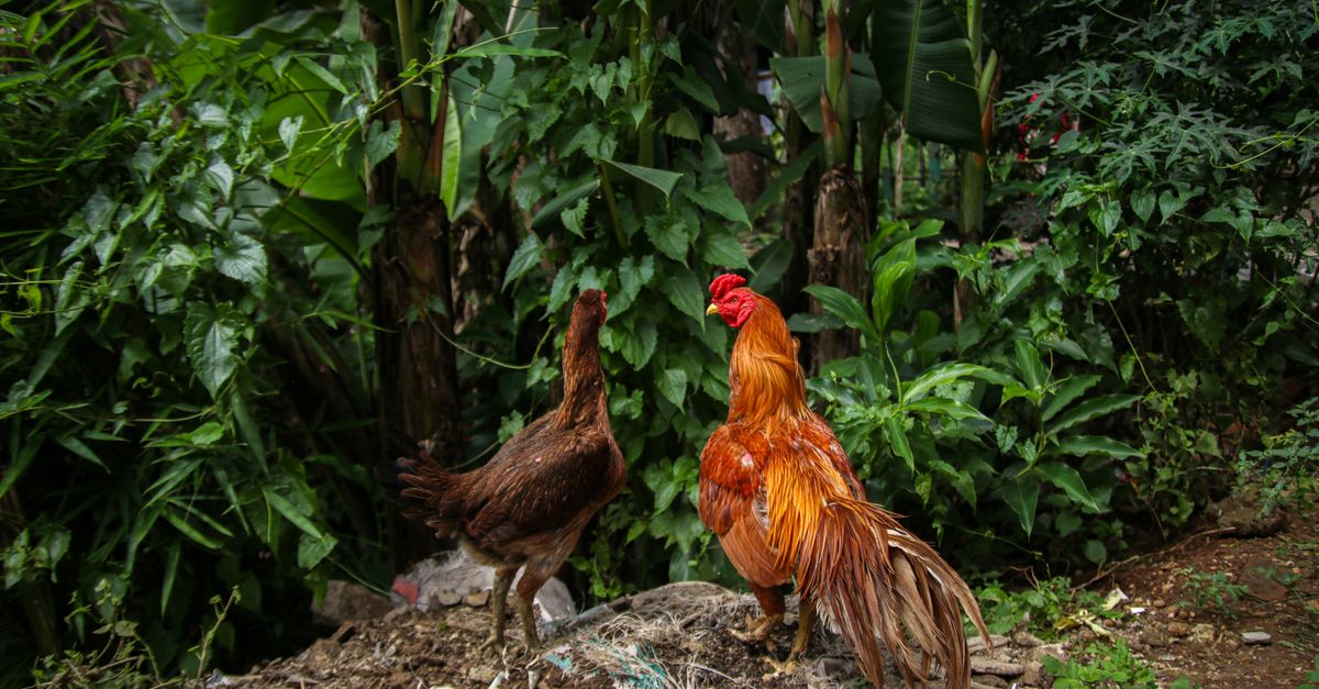découvrez des solutions efficaces pour protéger vos poulets contre les prédateurs et les maladies. assurez la sécurité et le bien-être de votre élevage avec nos conseils et équipements adaptés.