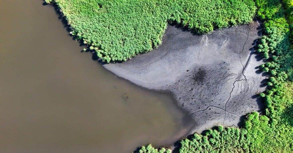 découvrez l'écologie : comprenez les interactions entre les êtres vivants et leur environnement, explorez les enjeux environnementaux et agissez pour un avenir durable.