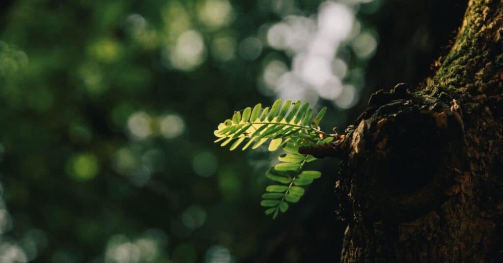 l'écologie : comprendre les interactions entre les êtres vivants et leur environnement pour préserver notre planète.