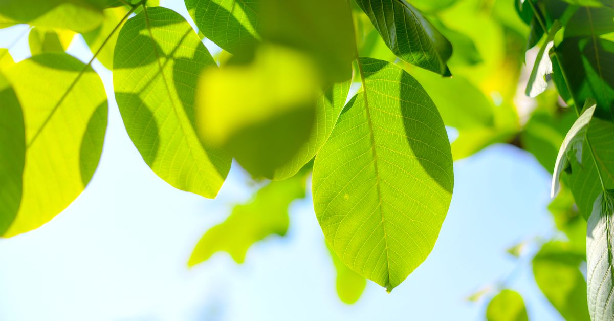 découvrez tout sur l'écologie : protection de l'environnement, développement durable et actions pour préserver notre planète.