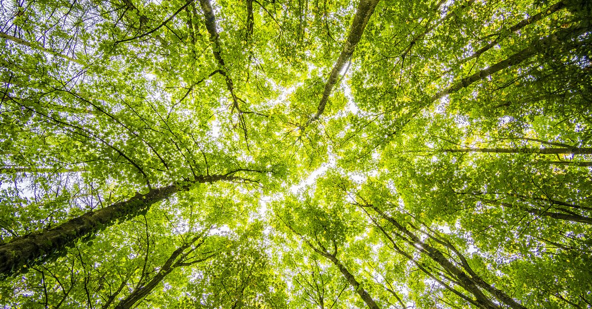 découvrez les régulations environnementales visant à protéger la nature et assurer un développement durable grâce à des lois et normes adaptées.