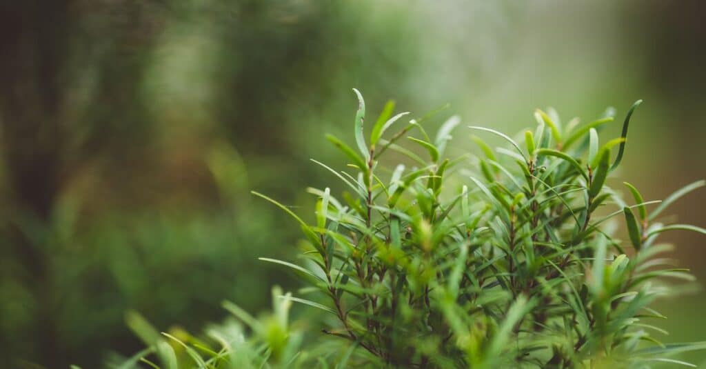 découvrez comment la croissance verte favorise un développement économique durable en respectant l'environnement et en valorisant les ressources naturelles.