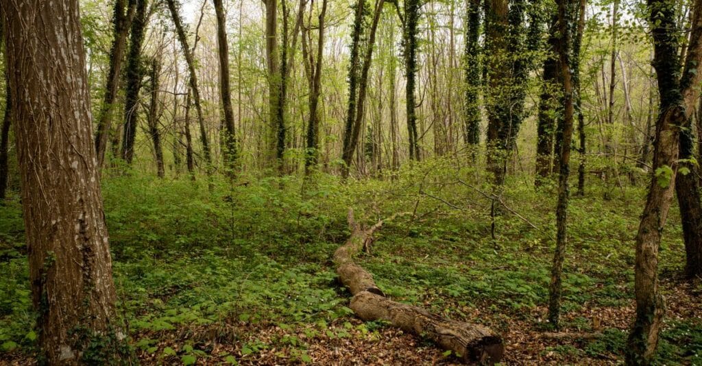découvrez l'écologie locale des hauts-de-france : biodiversité, initiatives environnementales et conseils pour préserver la nature dans la région.
