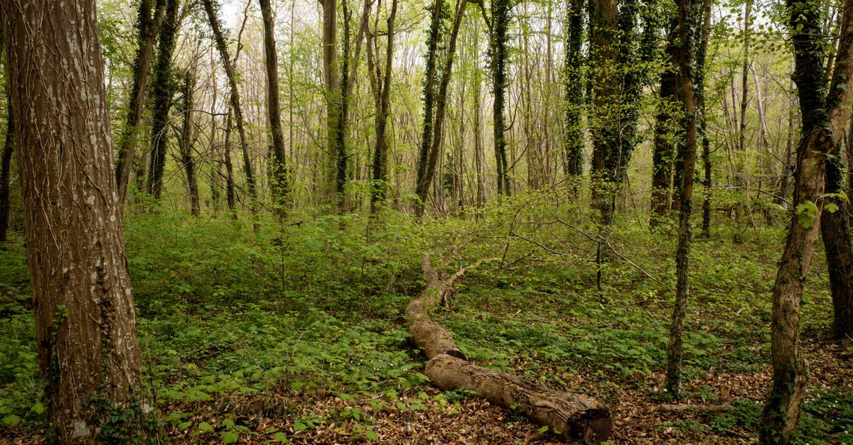 découvrez l'écologie locale des hauts-de-france : biodiversité, initiatives environnementales et conseils pour préserver la nature dans la région.