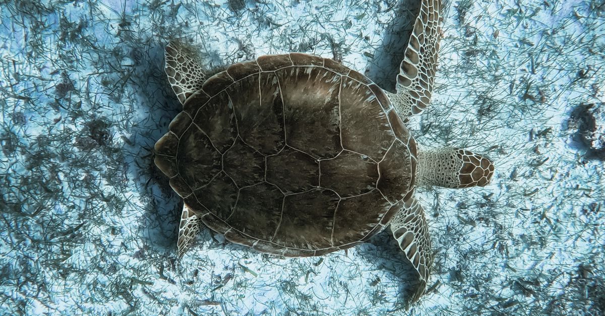 découvrez les enjeux et actions de la conservation marine pour protéger les écosystèmes océaniques et préserver la biodiversité sous-marine.