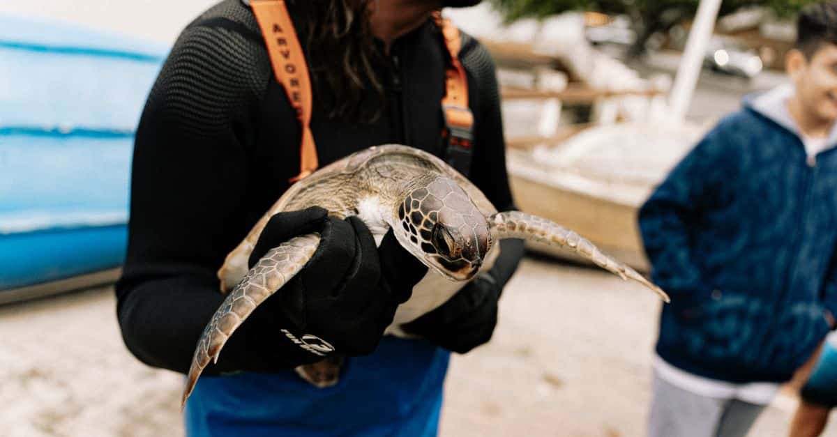 découvrez l'importance de la conservation marine pour protéger les écosystèmes océaniques, préserver la biodiversité et assurer un avenir durable pour nos océans.