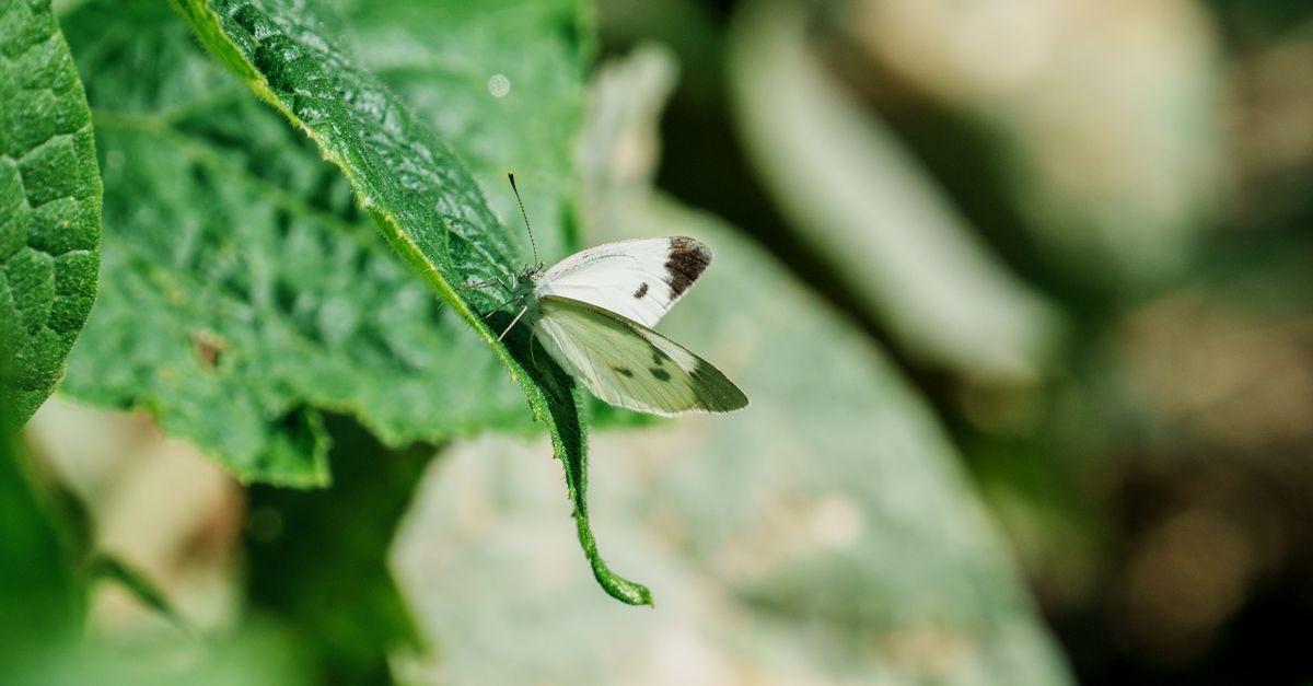 découvrez l'écologie de droite, un mouvement combinant les valeurs conservatrices avec la protection de l'environnement pour proposer des solutions durables et responsables.